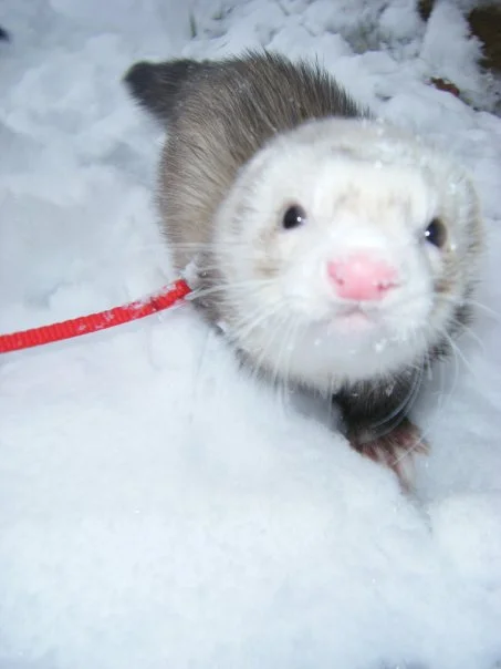 Traveling with Your Exotic Companion?