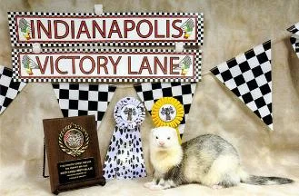 It's Time Again for the Annual Ferret 500 Show and Exposition!