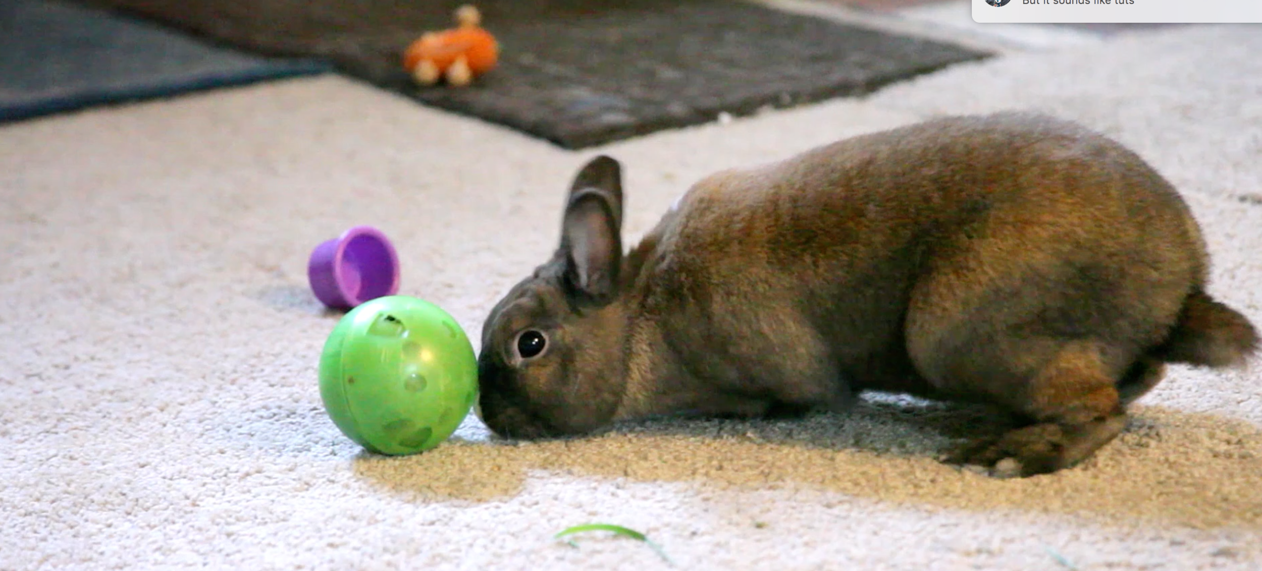 Foraging Balls for Everybody!!!