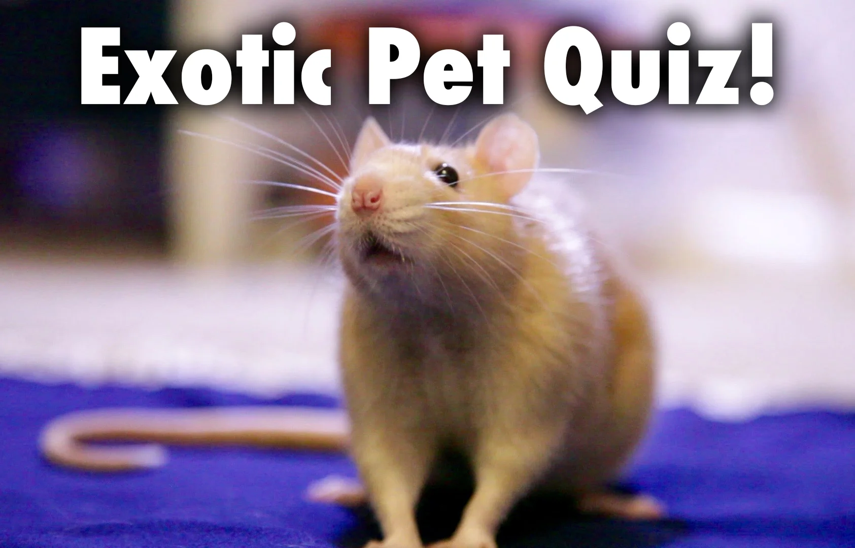 Spay and Neuter for Exotic Pets?   Is this really important?