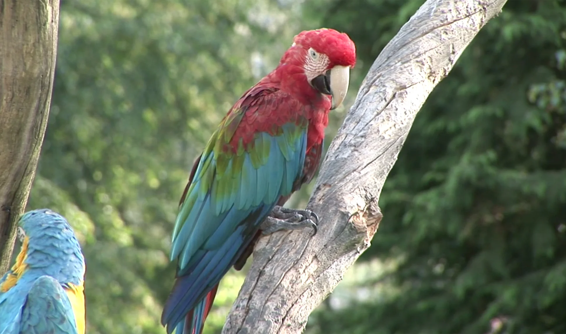 Winged Encounters at the Indianapolis Zoo