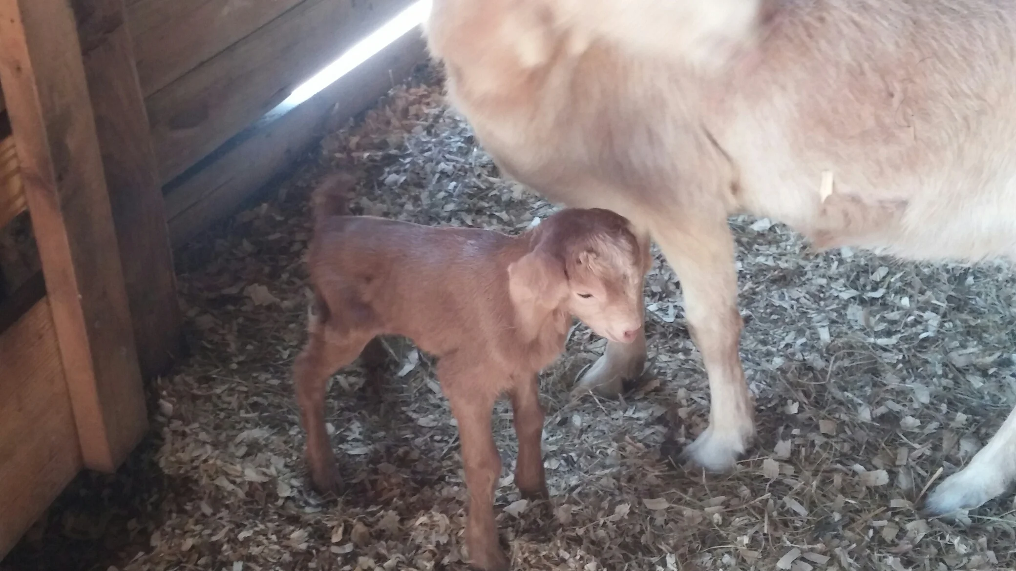 Did you know we see pet goats?