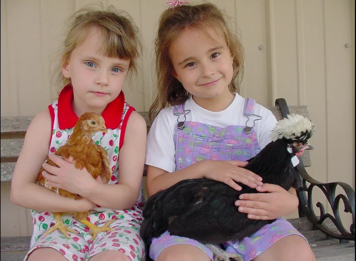 Hidden Dangers from Pet Chickens?