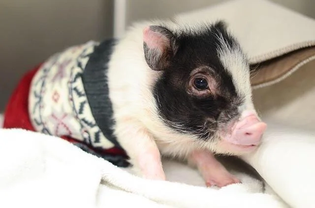 The Truth about "Micro Teacup" Mini Pigs