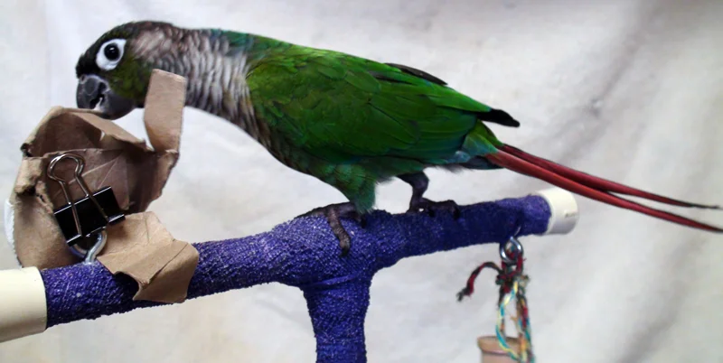 Parrot Wings: to trim or not to trim?