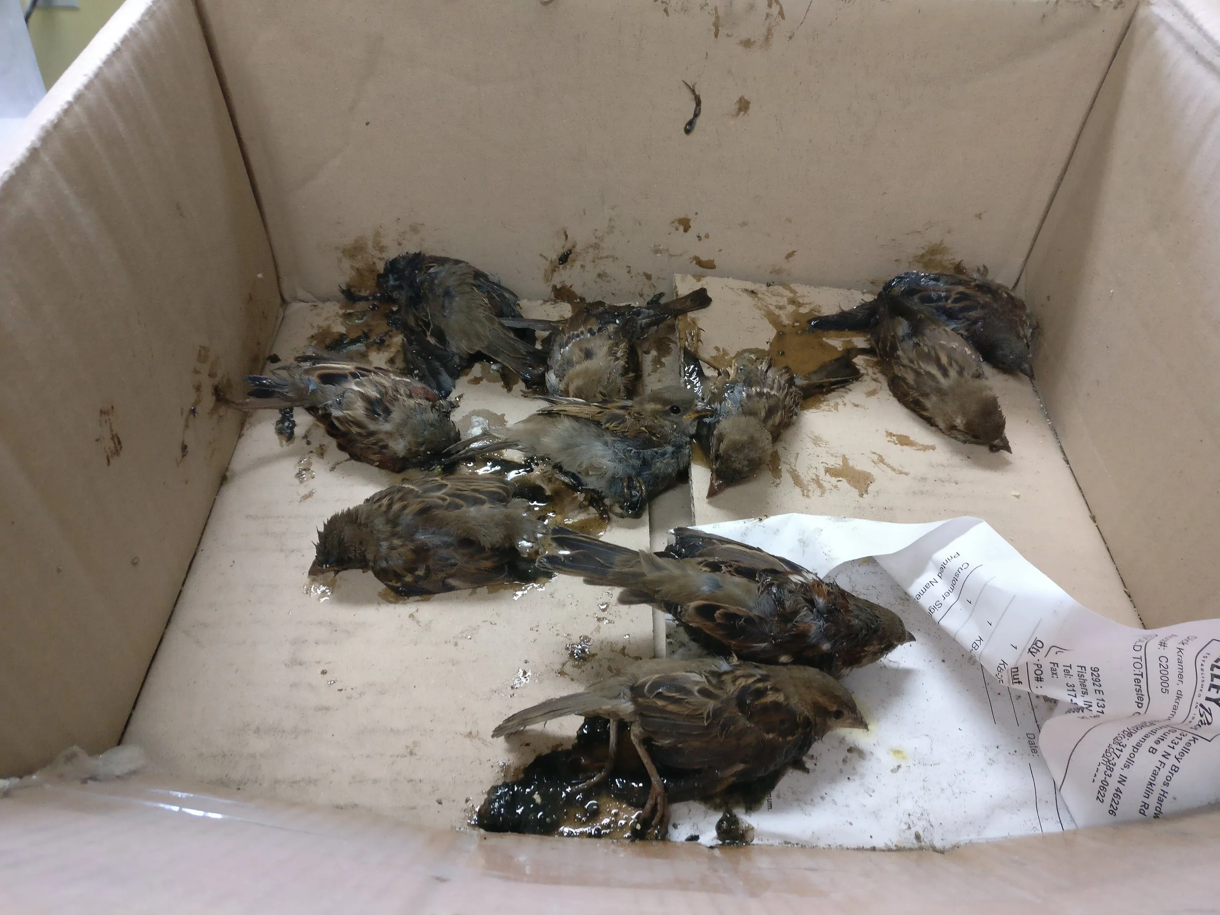 Our Good Samaritan Focus: The Amazing Trash Rescue