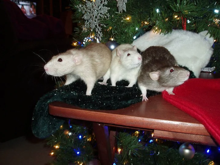 Merry Christmas and Happy Holidays from the Avian and Exotic Animal Clinic!