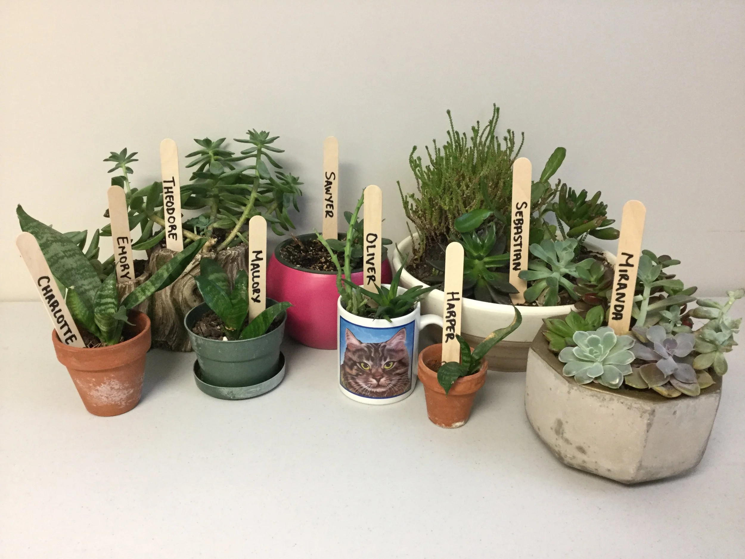 Succulent Orphanage