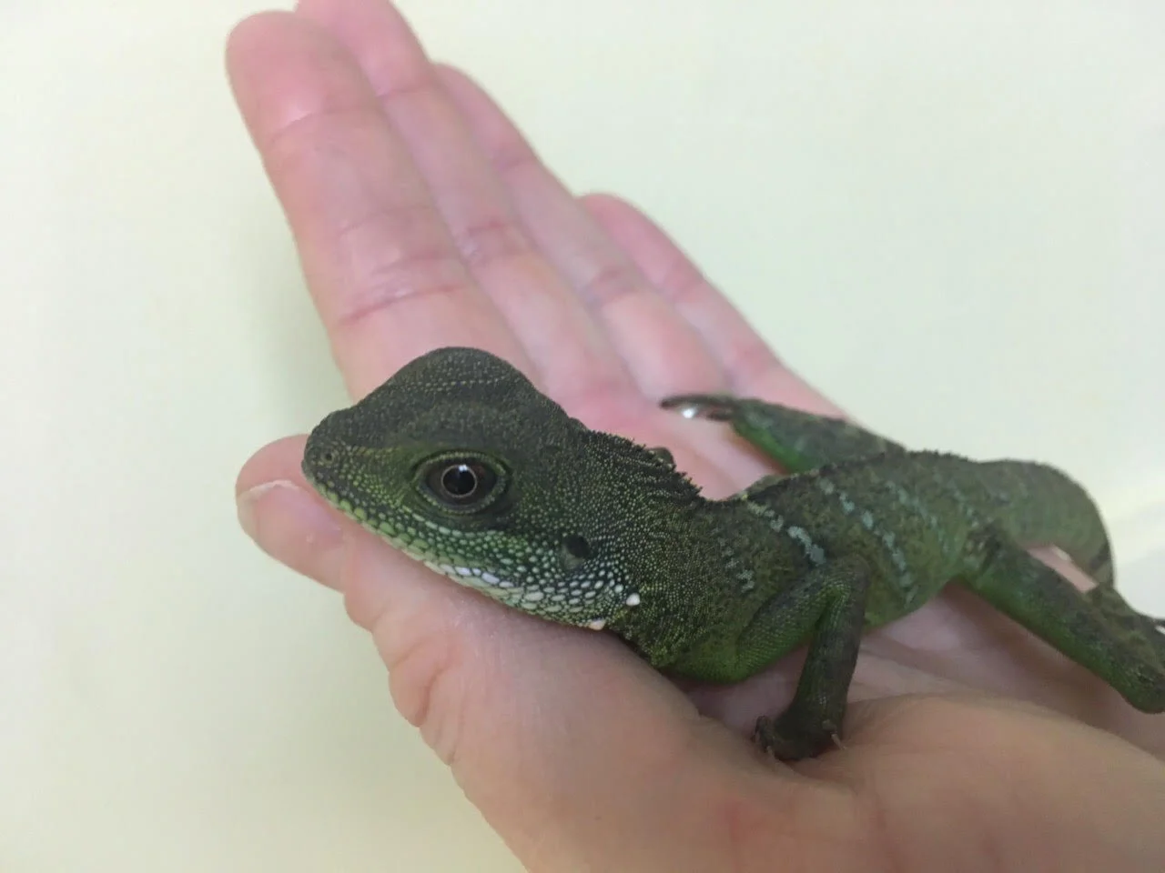 The Little Lizard Who Would Not Stay Put