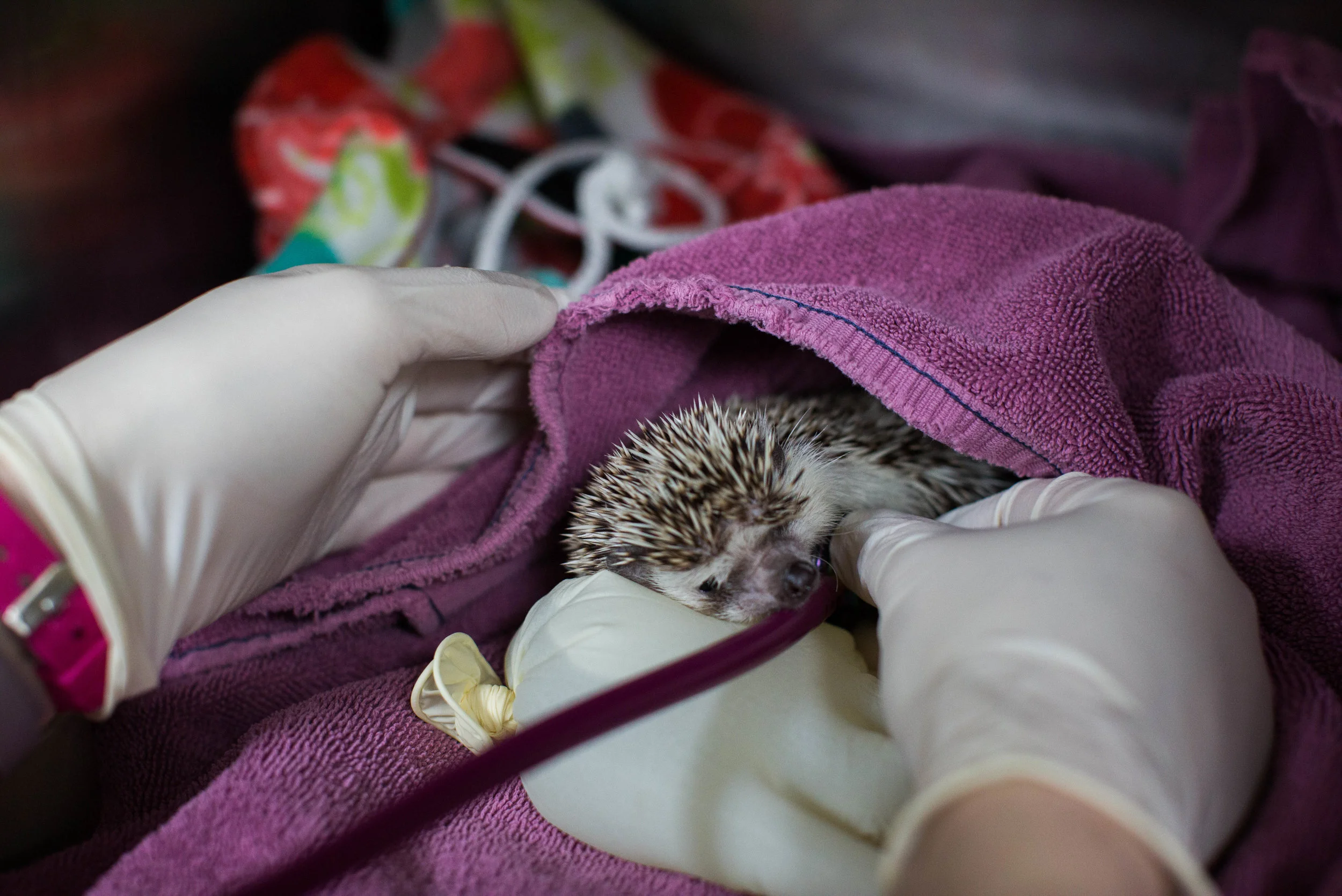 A Day in the Life of a Surgery Registered Veterinary Technician