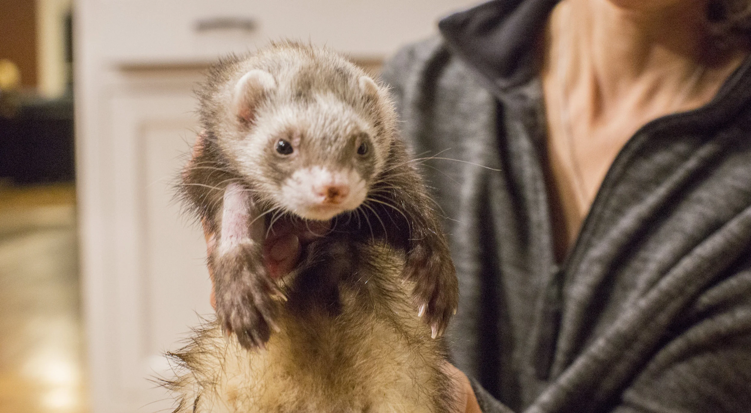 Is your new fuzzy baby ferret fully protected from distemper and rabies?
