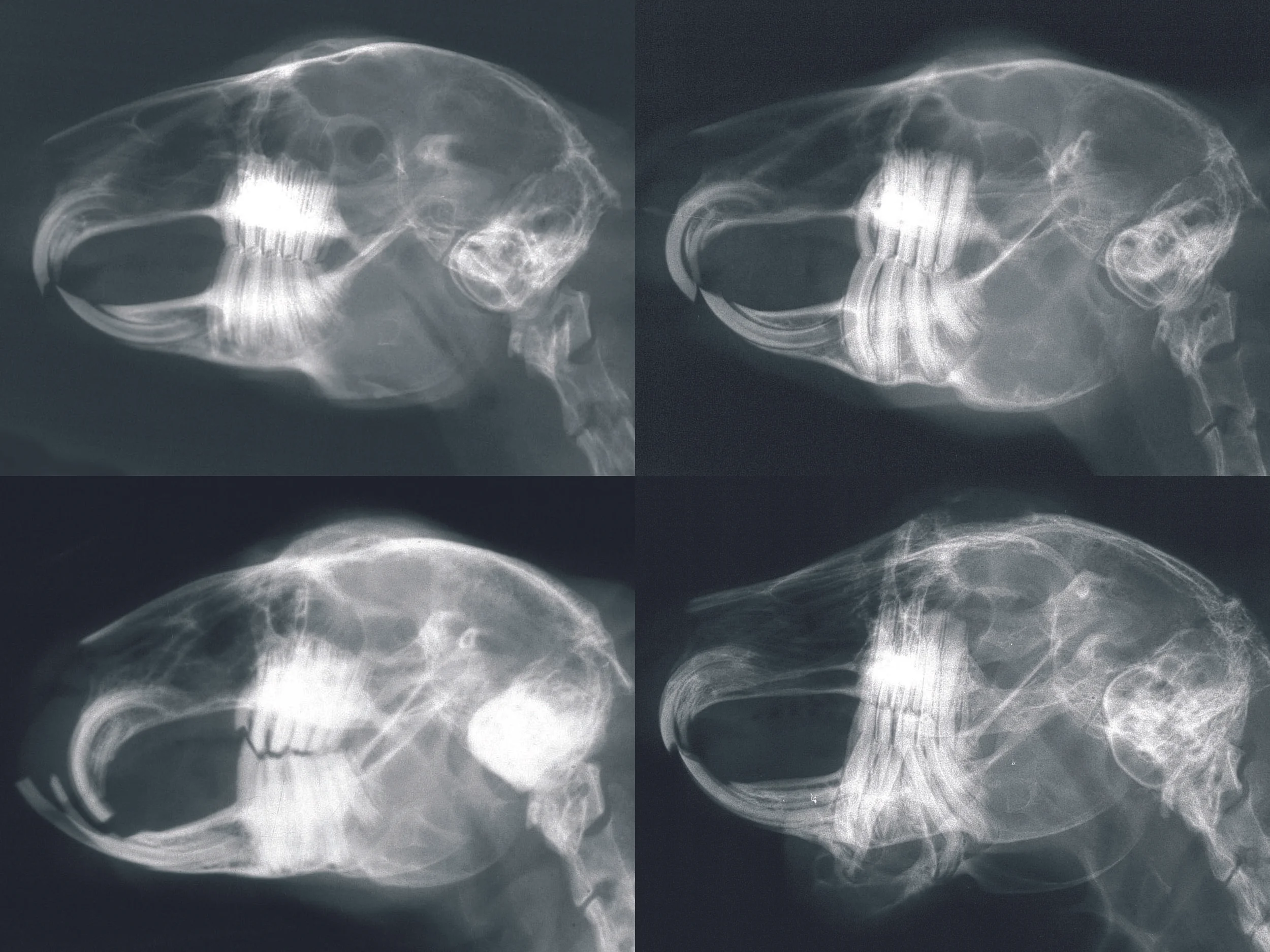 Time for a New Series: the Top 3 Most Common Diseases Seen on Emergency in YOUR favorite Exotic Pet!