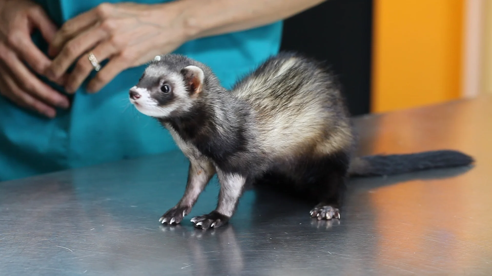 Want to share in some Ferret Fun next weekend?