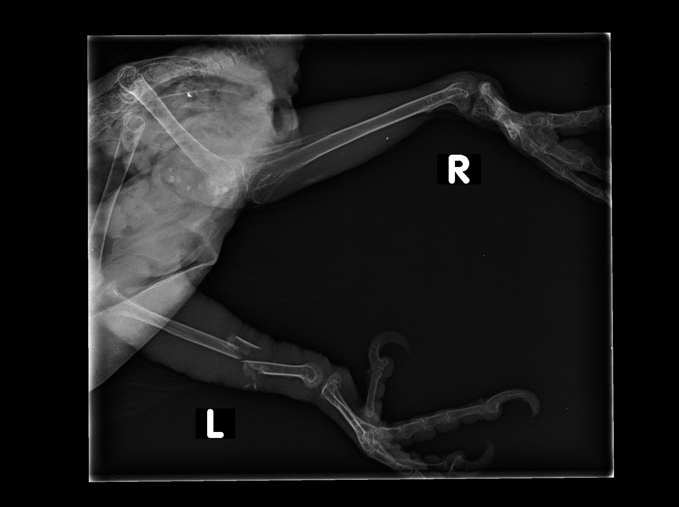 The Top 3 Most Common Diseases Seen on Emergency in Pet Birds