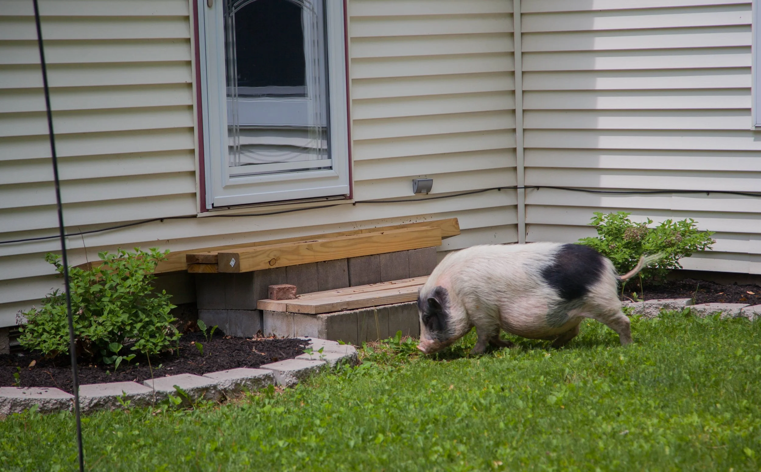 The weather is great!  How about exotic pets outdoors?