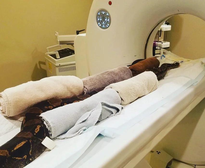 A CT scan for a snake?