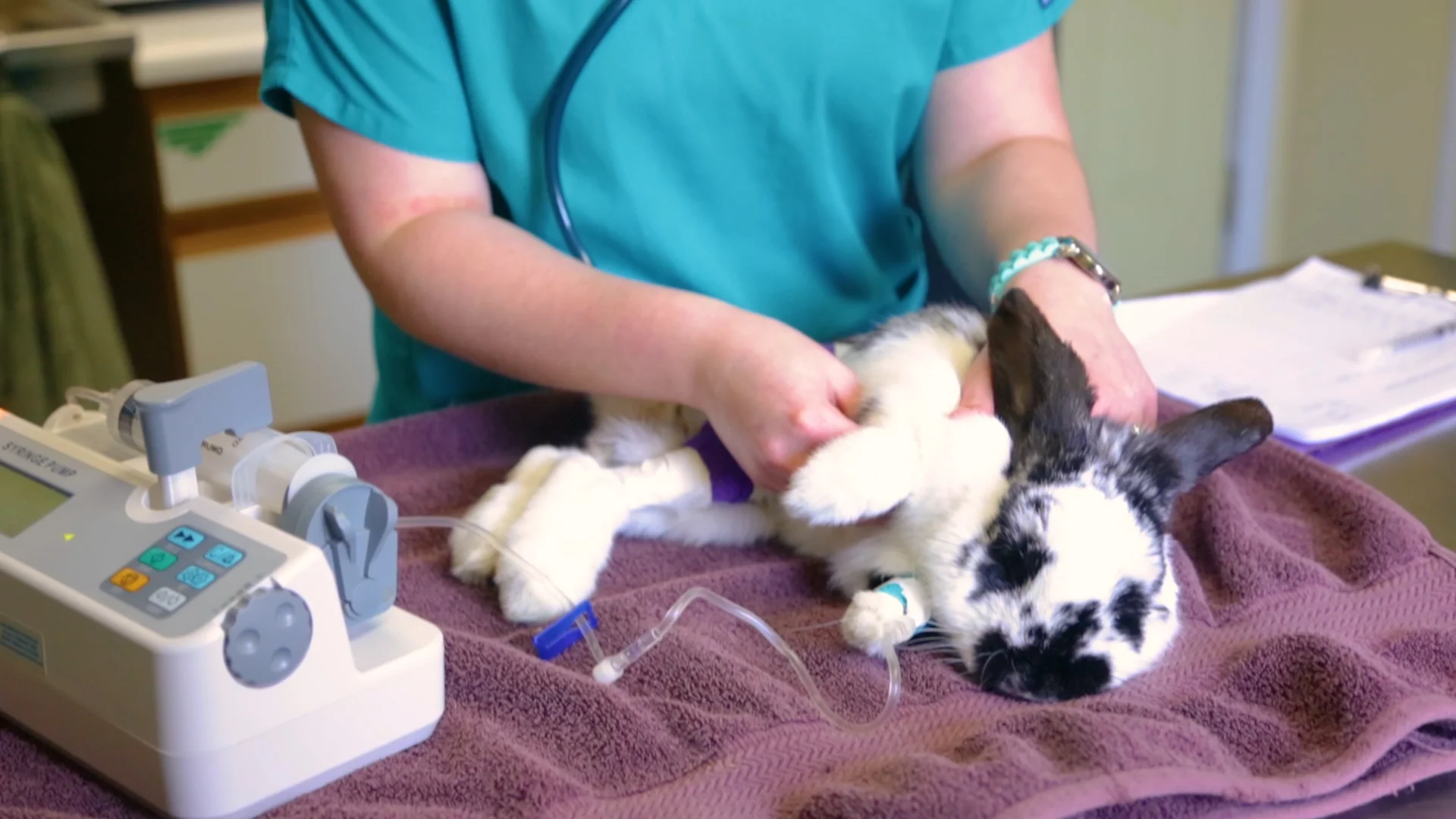 How risky is anesthesia for exotic pets?