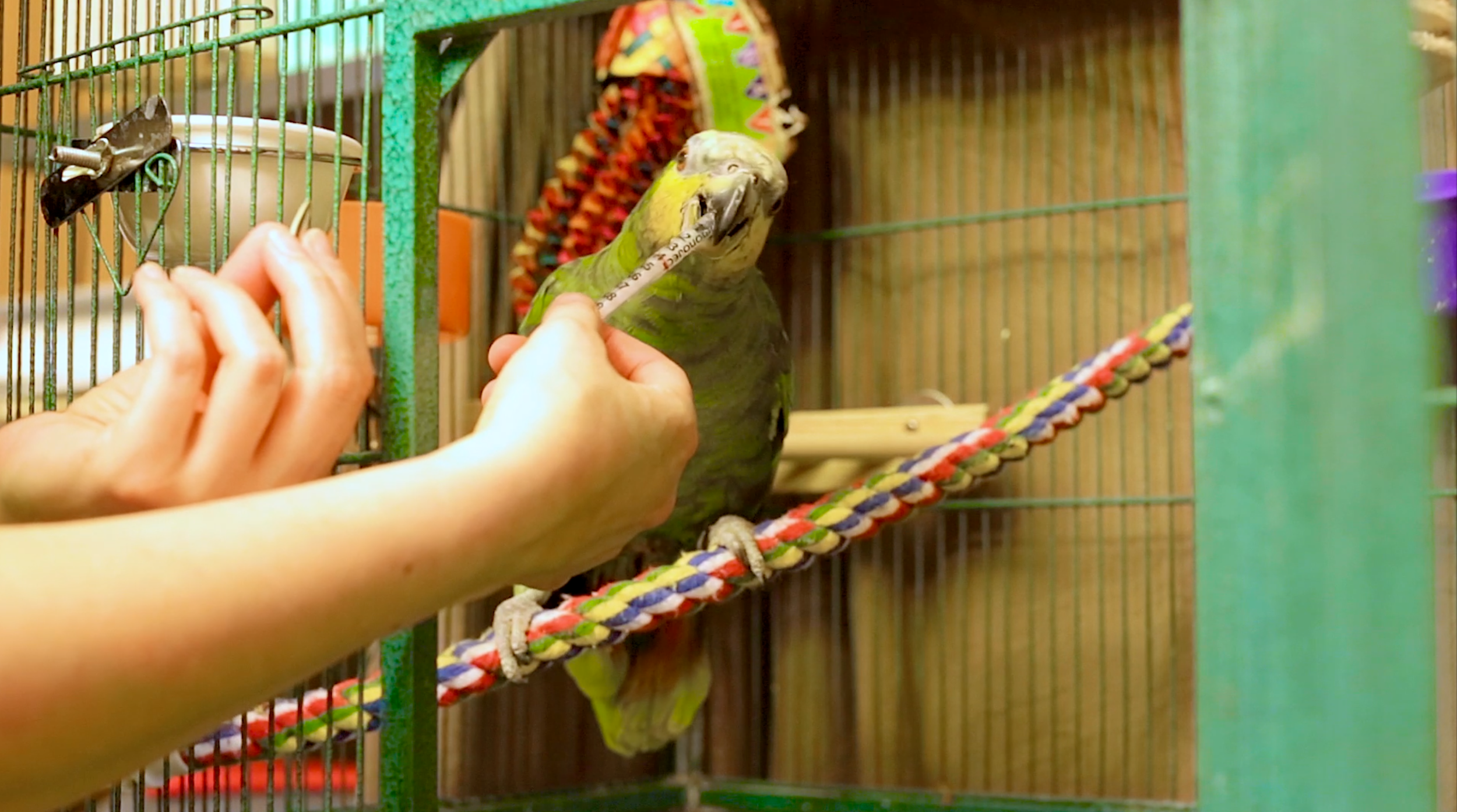 From Trash to Treasure: One Beautiful Bird’s Story