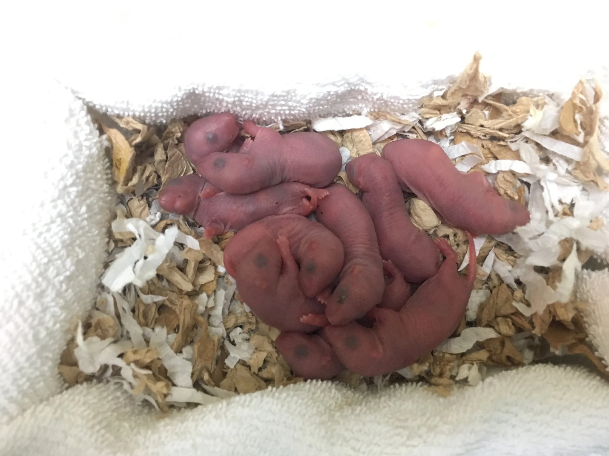 A Merry Christmas Surprise