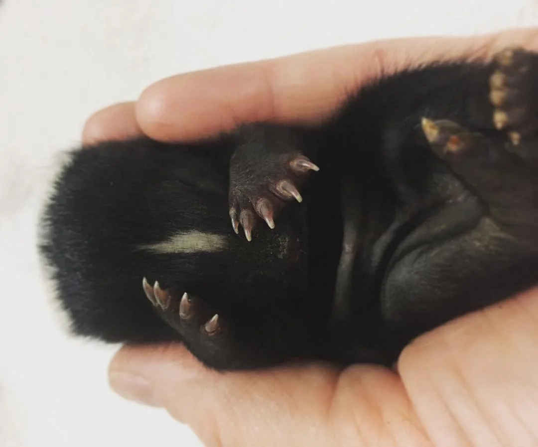 The End of Another Year-for Wildlife!