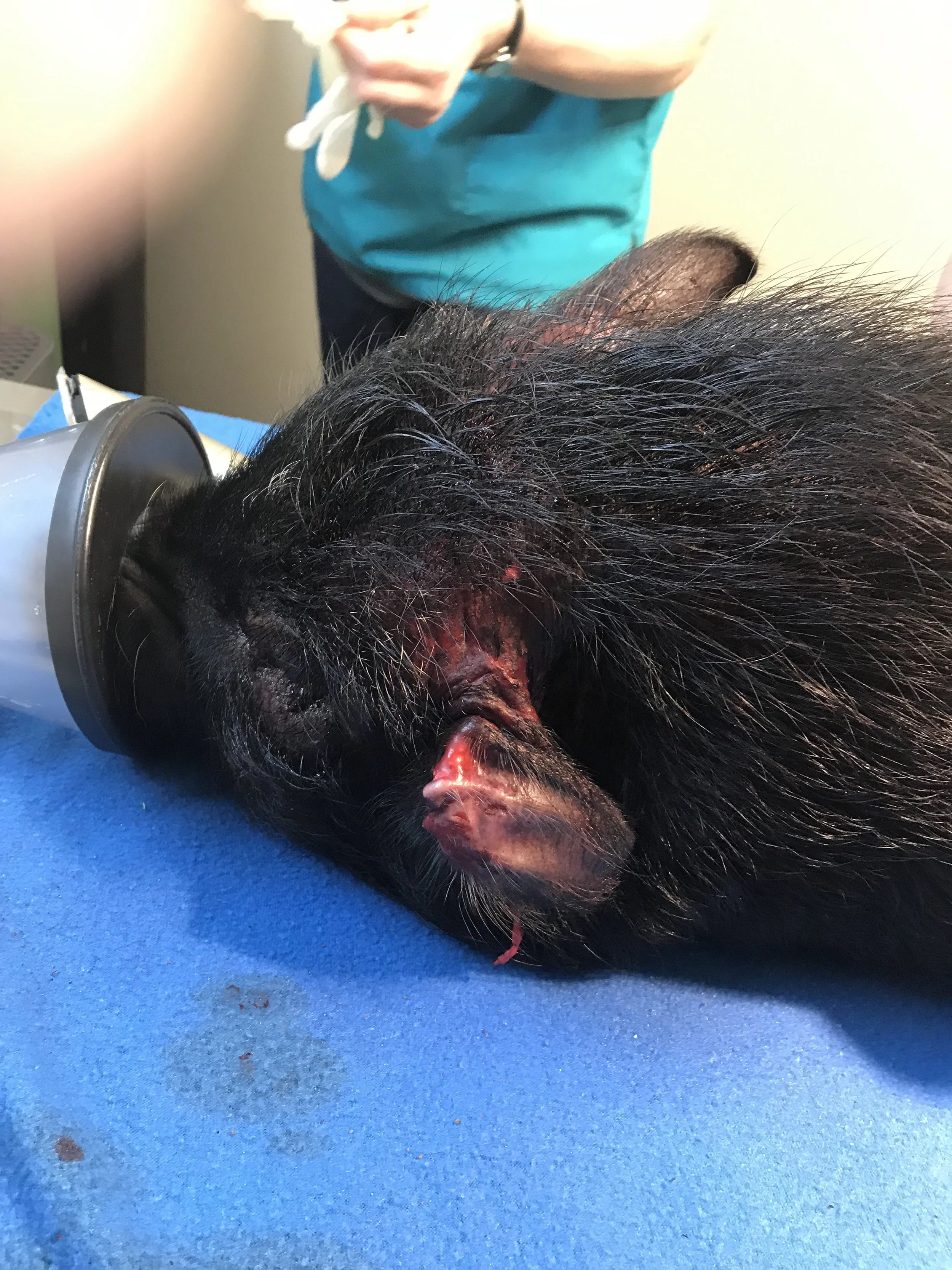 Case Study: Moondance the Pig