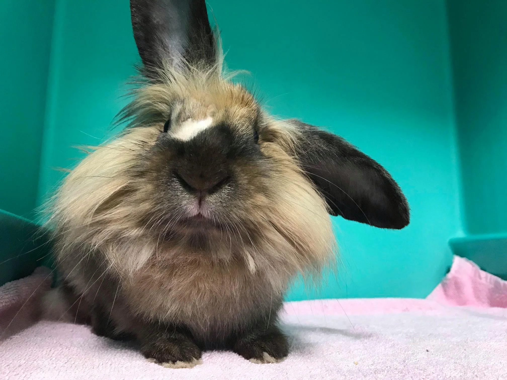 Update #3 on Red Ryder