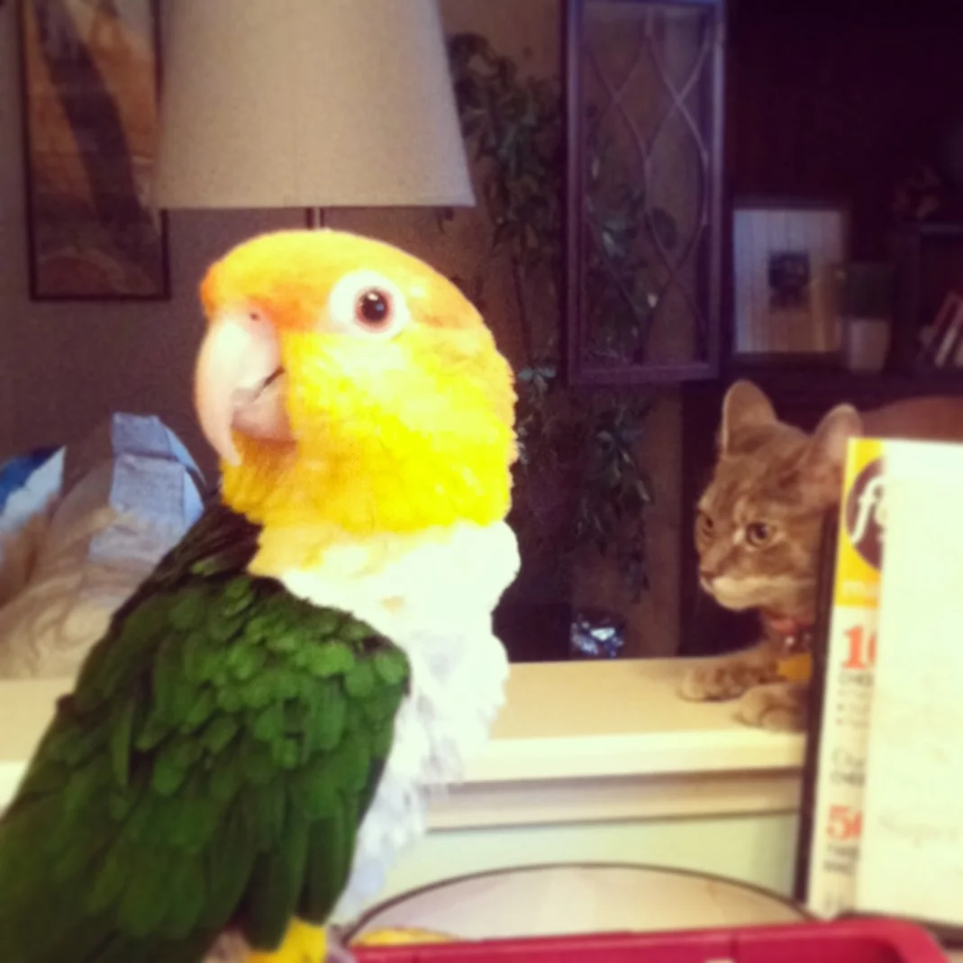 catandbird.jpg