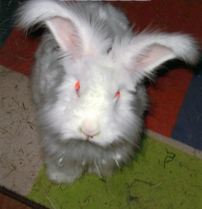 rabbit1.jpg