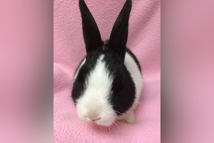 rabbit-fix.jpg