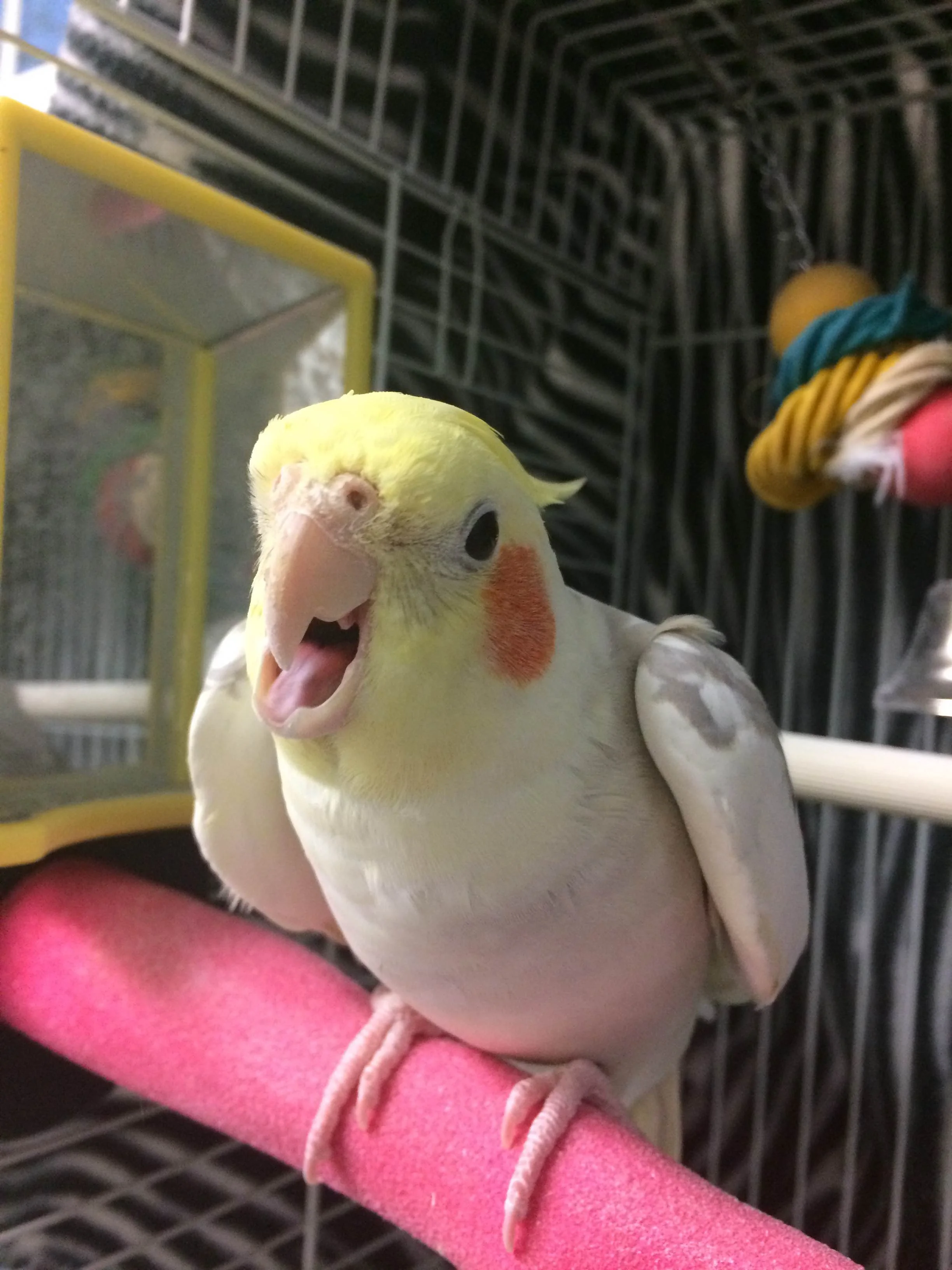 Chico-Cockatiel-3.jpg