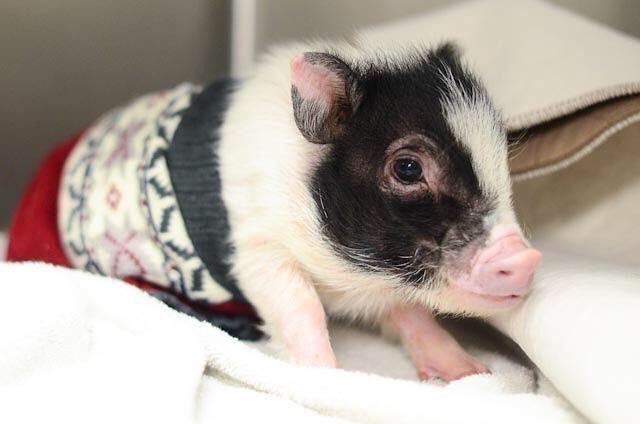 baby teacup pig