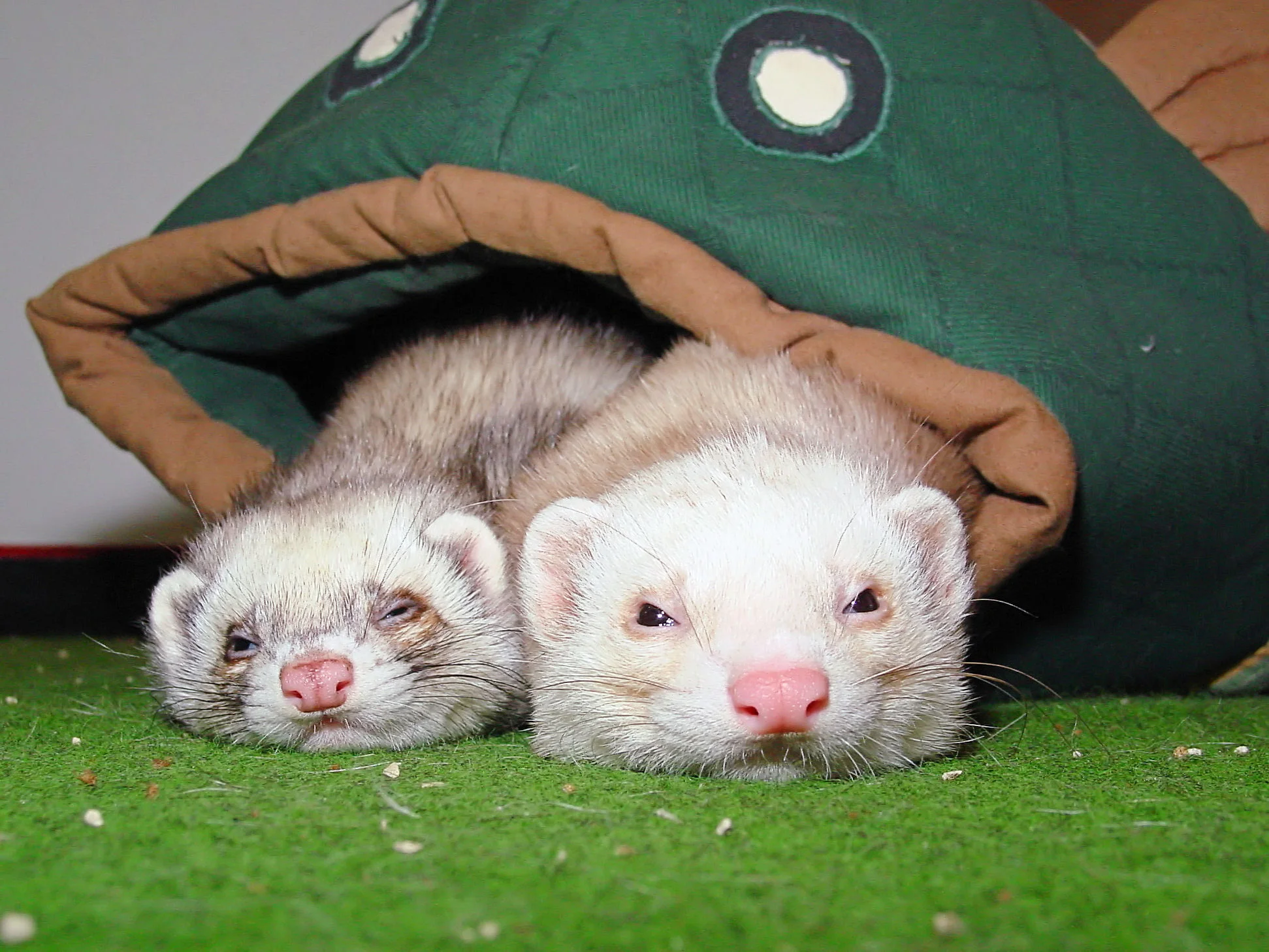 ferret-3-1403130.jpg