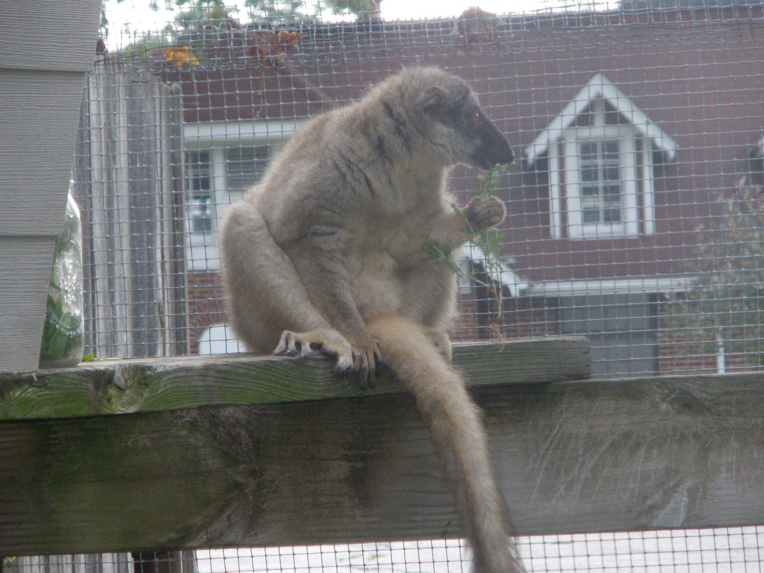 Jill the Lemur — AVIAN & EXOTIC ANIMAL CLINIC