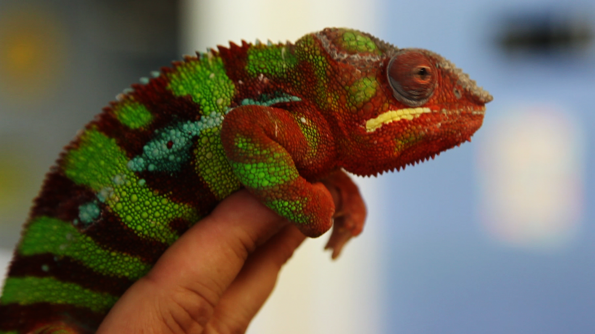 chameleon.png