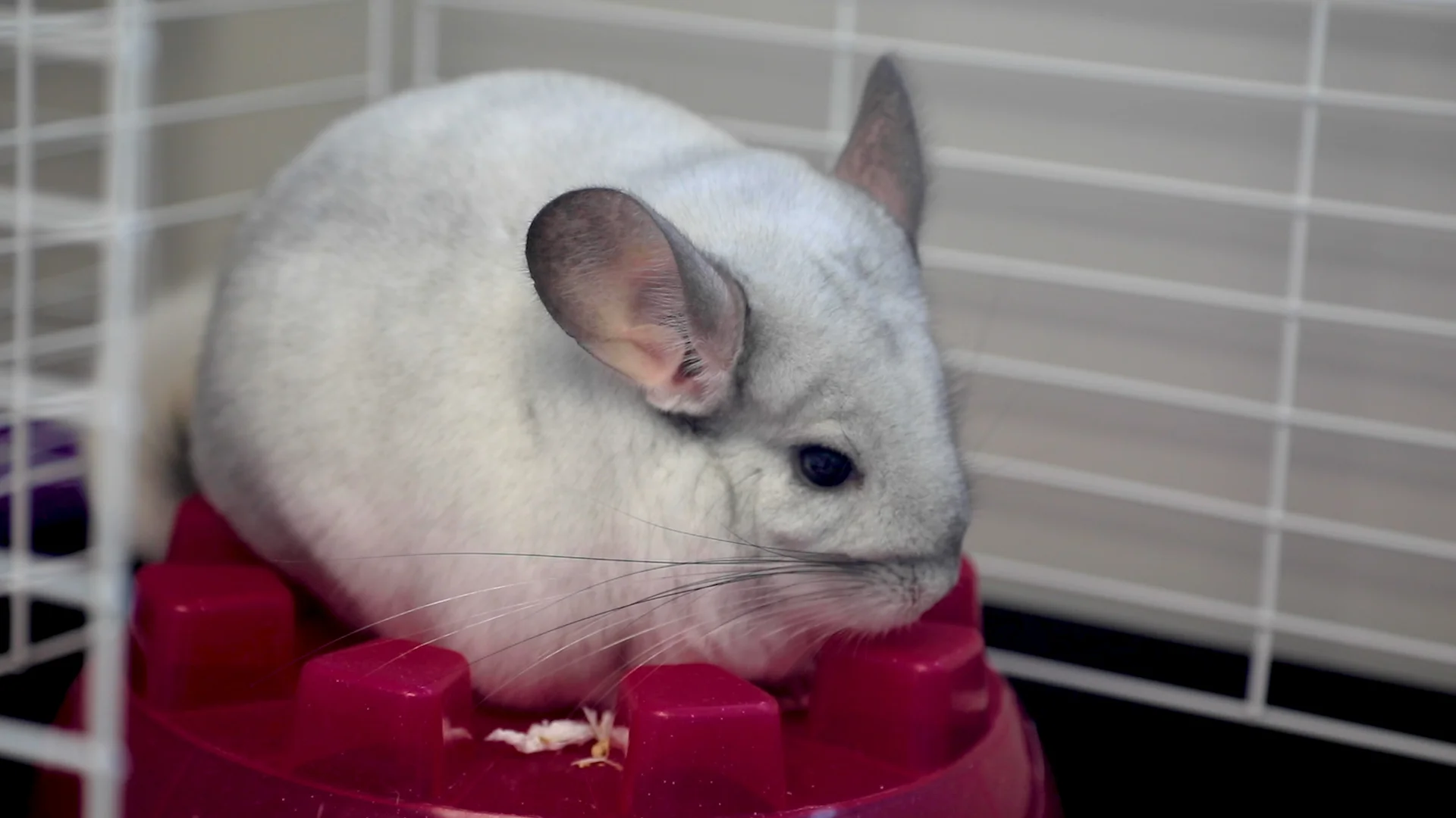 chilla.jpg