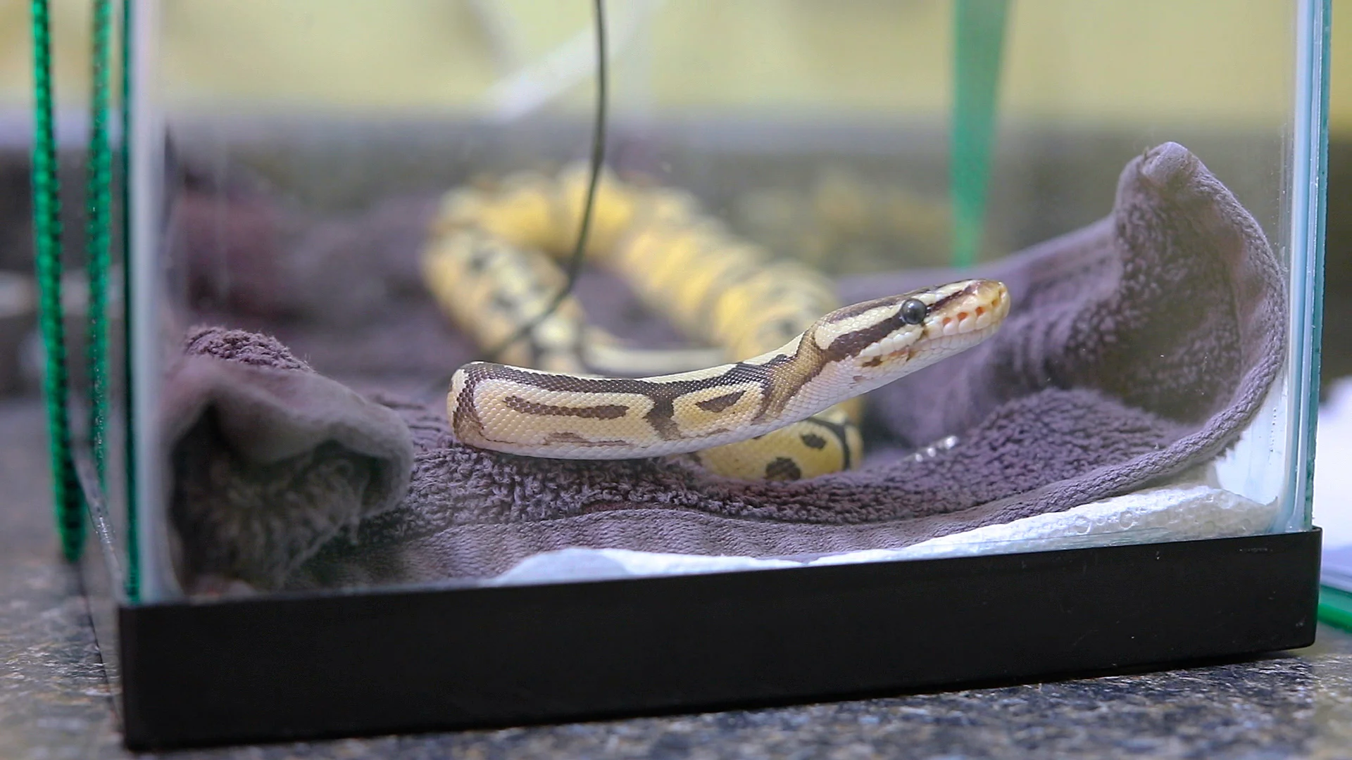 snake in aqaurium.jpg