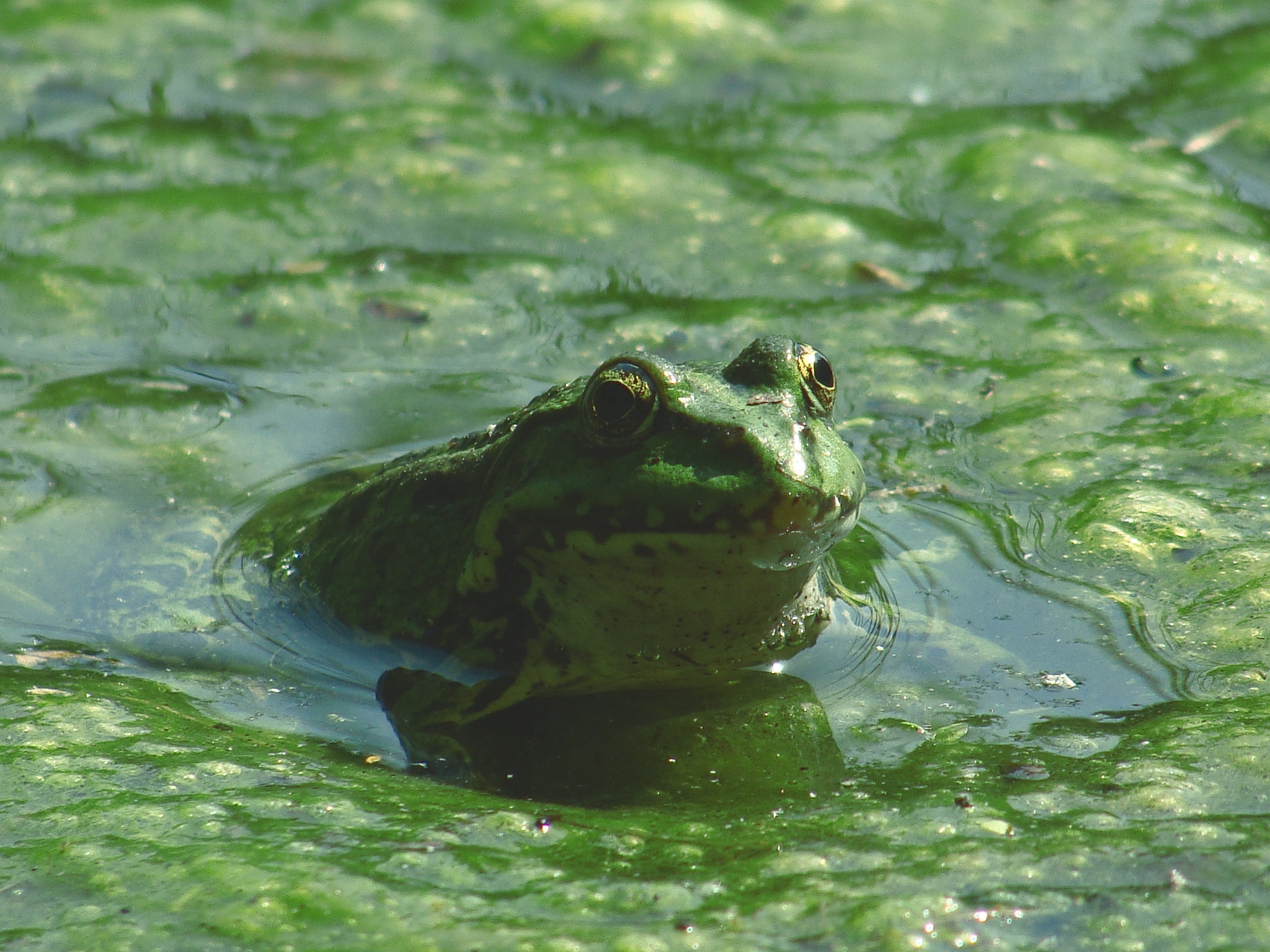 Ground Frog