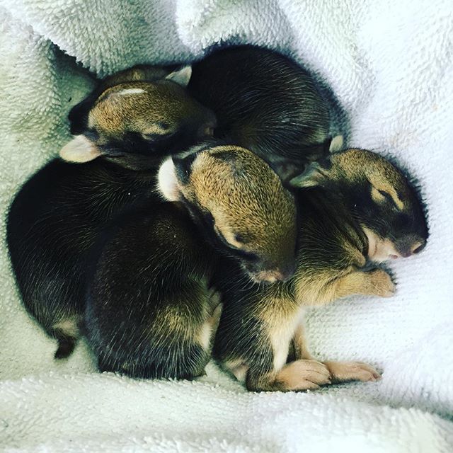 baby bunny pile.jpg