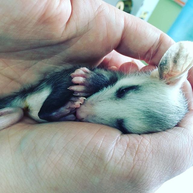 possum baby.jpg