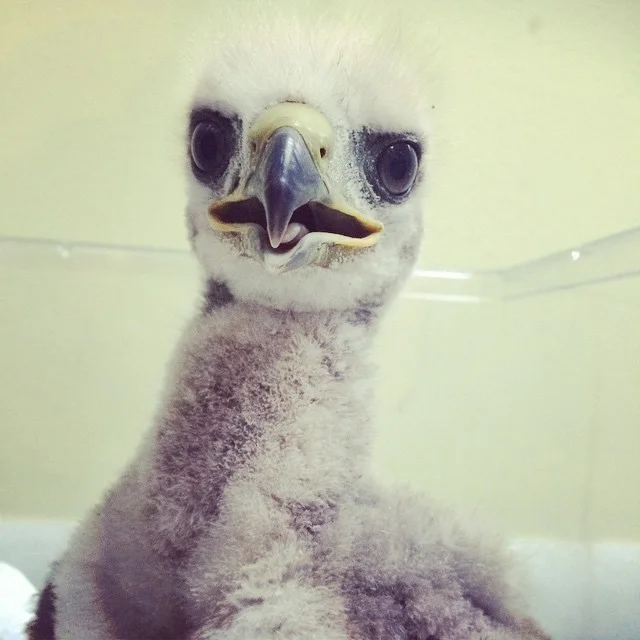 baby eagle.jpg