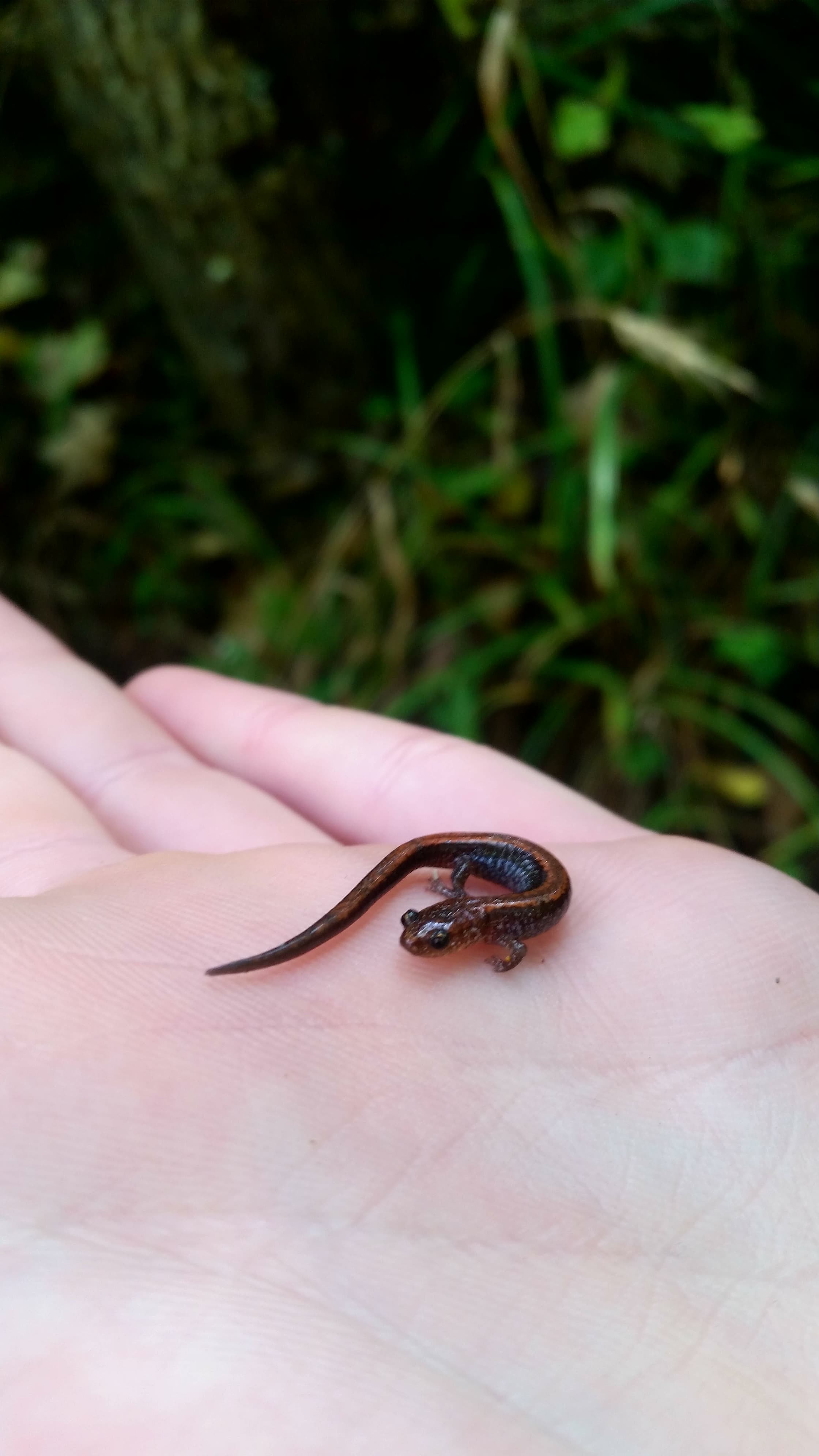 salamander tiny.jpg