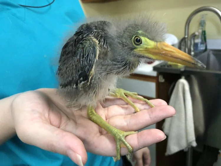 Baby+Heron.jpeg
