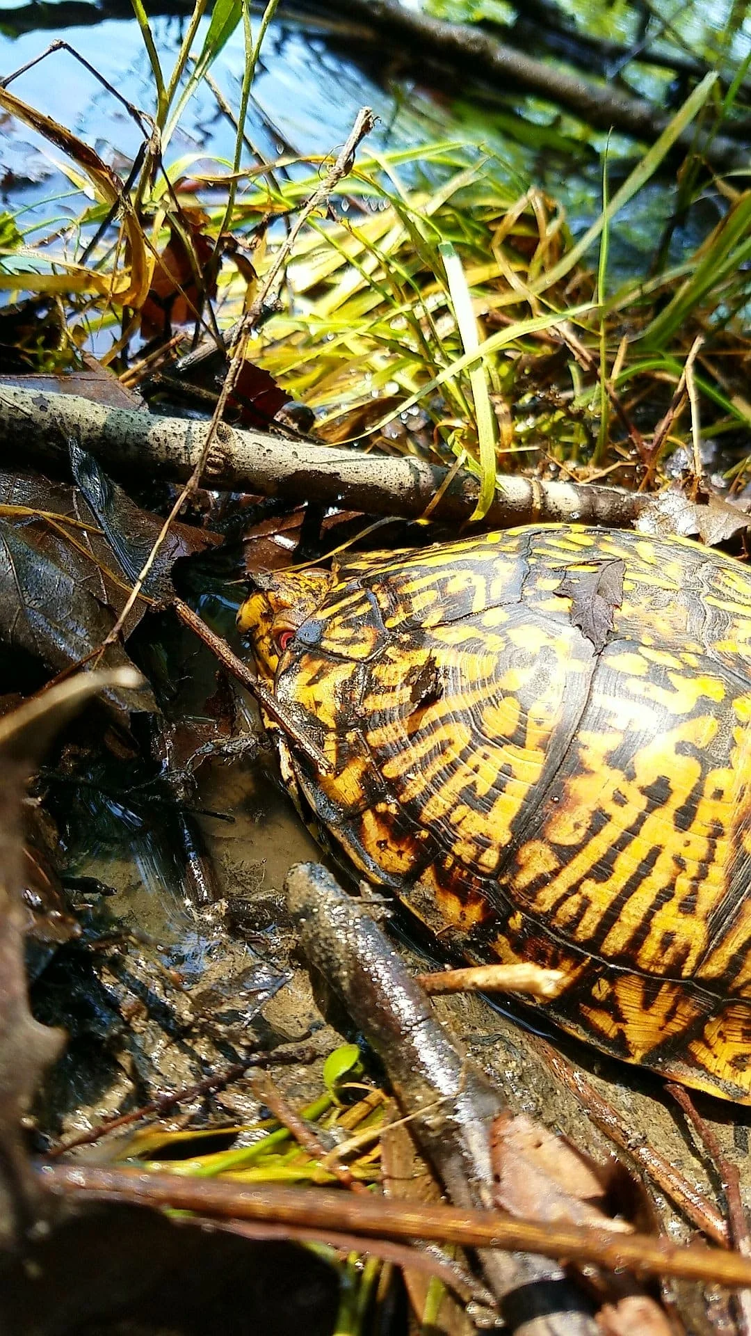 box turtle 2.jpg