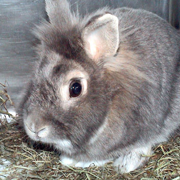 Rabbit miniature.jpg