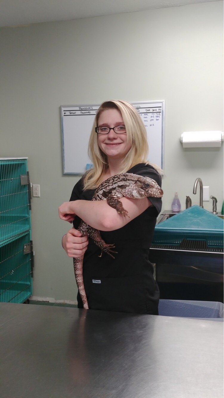 Omnivorous Lizards