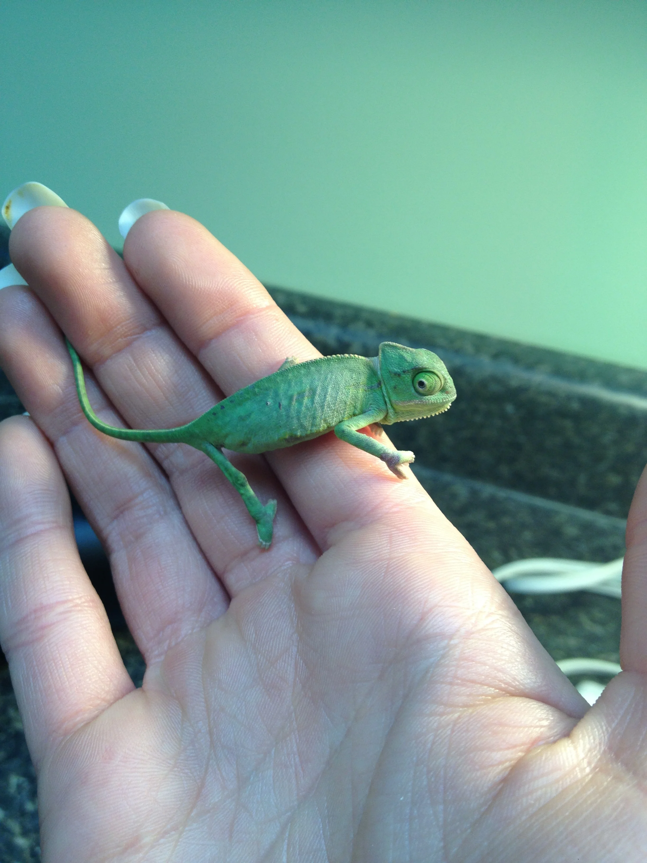 chameleon tiny 2.JPG