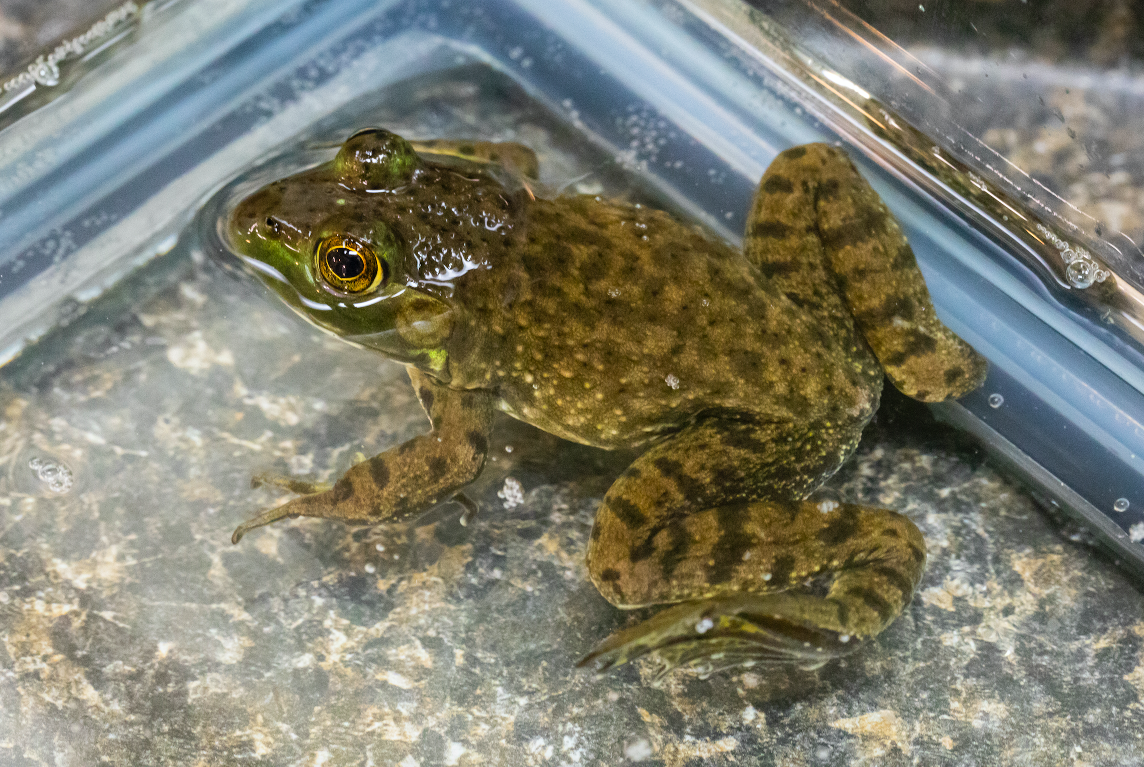 Water Frog