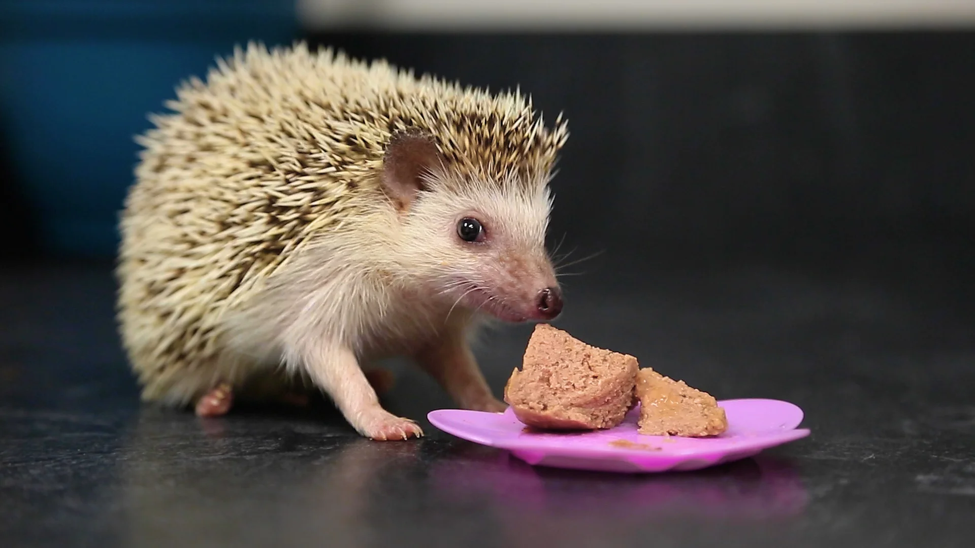 hedgey.jpg