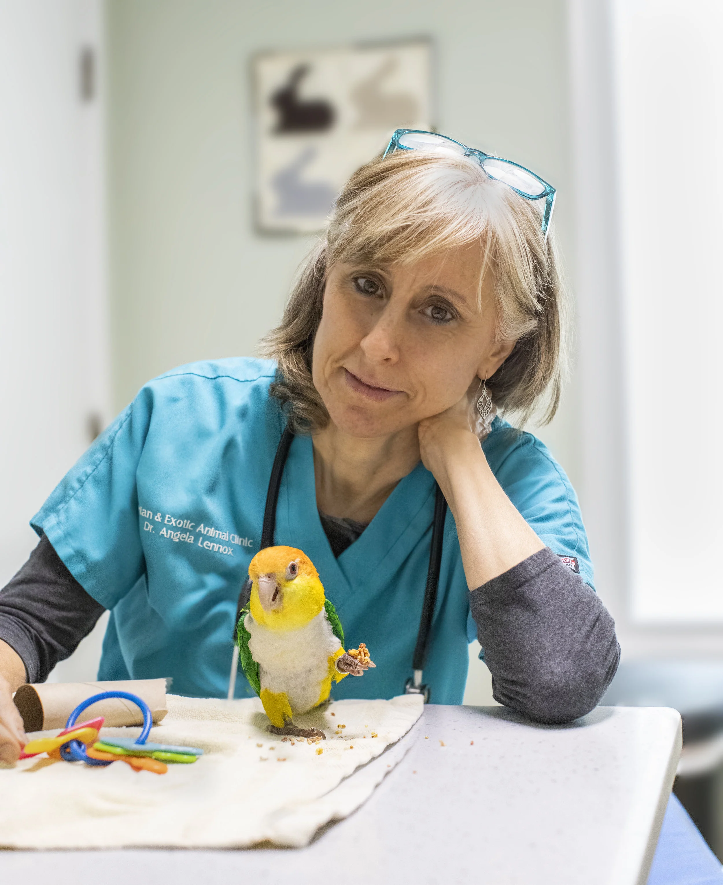 Veterinary Technician Exotic Veterinary Hospital Vet Center For