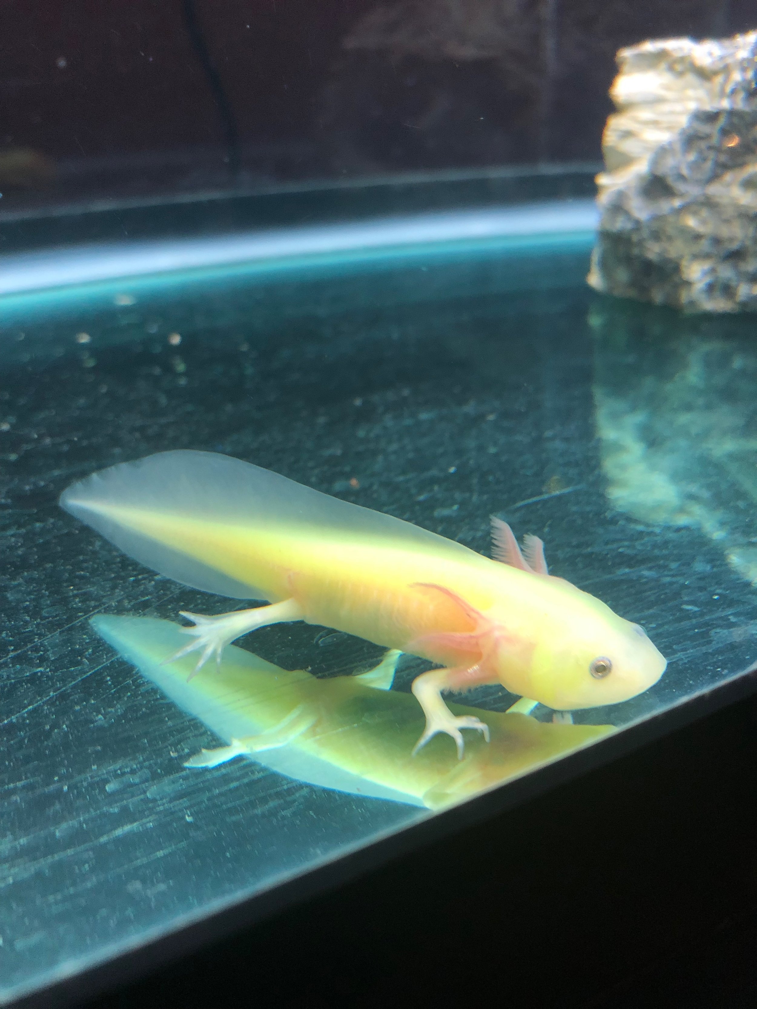 Axolotl